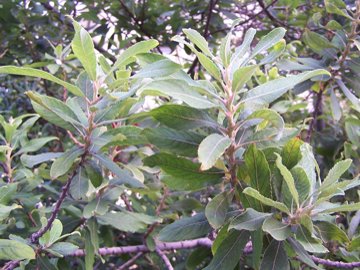 Salix cinerea / Salice cinereo